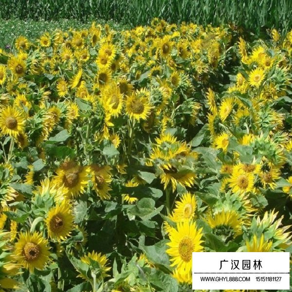 食用向日葵種子(圖3)