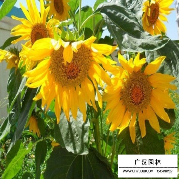 食用向日葵種子(圖4)