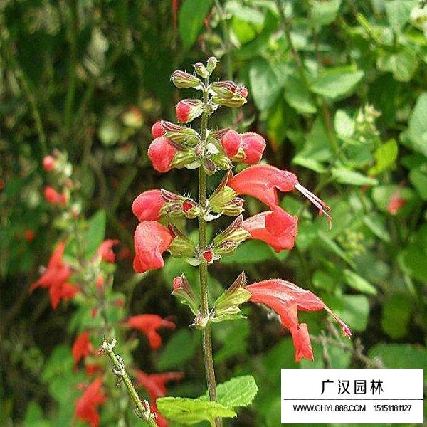 紅花鼠尾草種子(圖3)