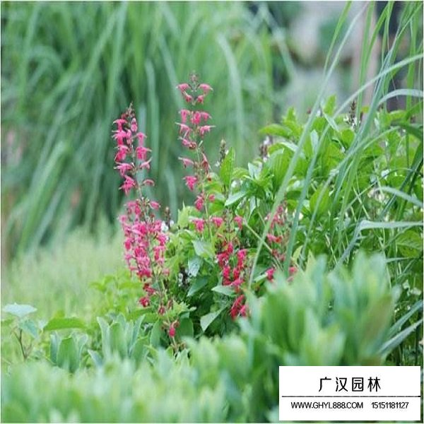 紅花鼠尾草種子(圖4)