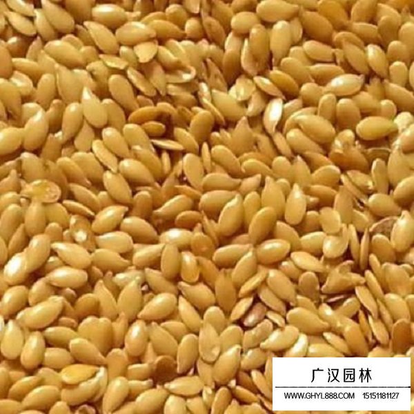 黃金亞麻種子(圖2)