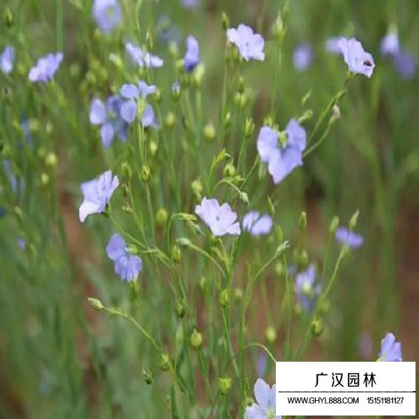 黃金亞麻種子(圖4)