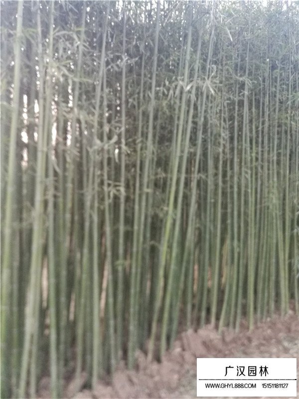 早園竹生長的環境(圖1)