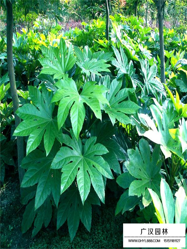 八角金盤的種植方式(圖4)