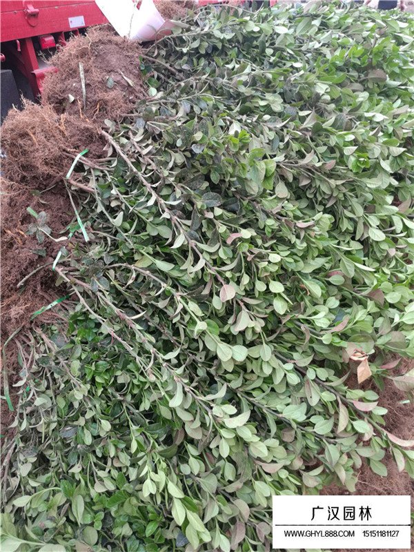 爬行衛矛的種植環境(圖1)