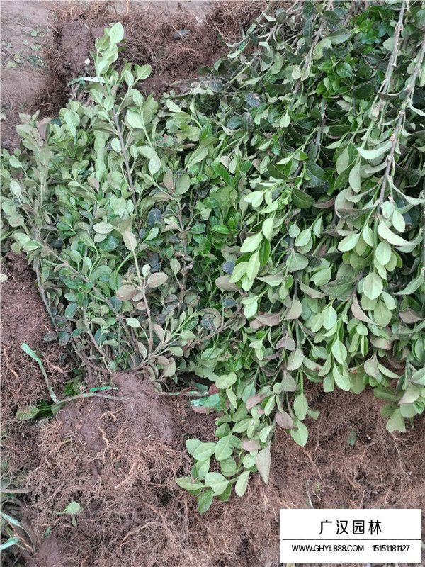 爬行衛矛的種植環境(圖3)