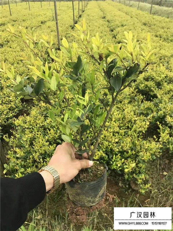 金森女貞的介紹(圖1)