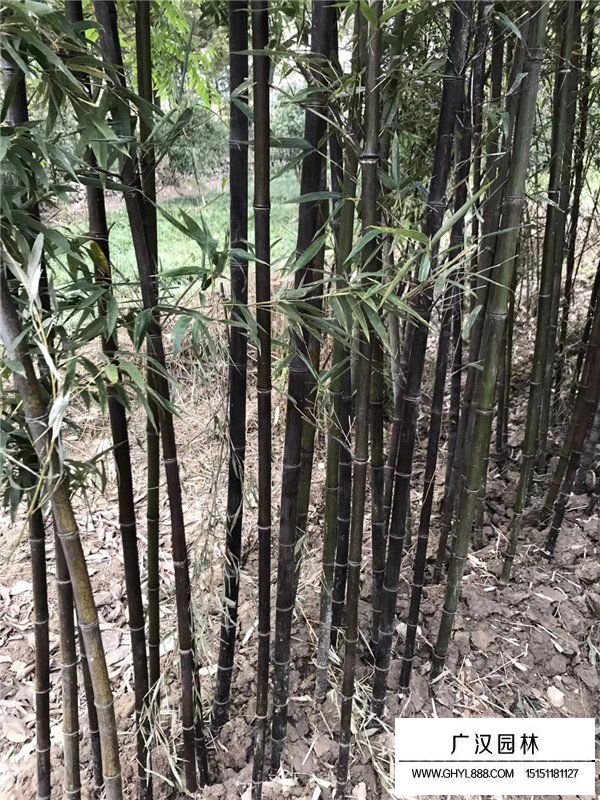紫竹的批發(圖4)