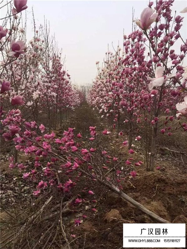 紫玉蘭怎么嫁接？(圖1)