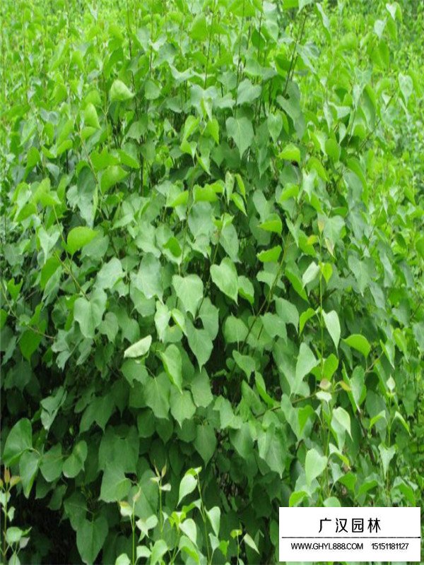 紫丁香樹應該種植在什么地方？(圖1)
