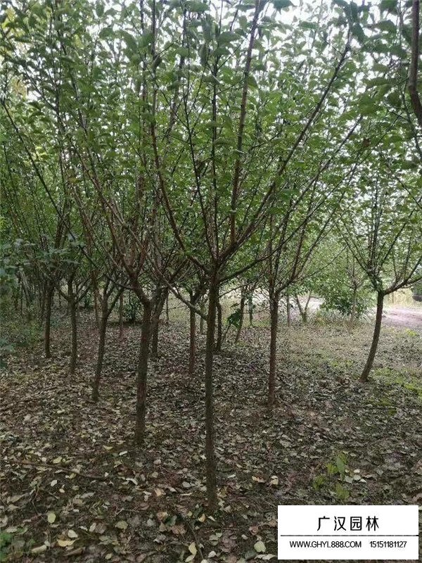 紅梅樹分布區域(圖4)