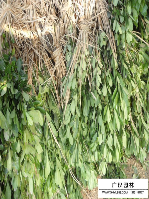 海桐的種植小苗(圖1)