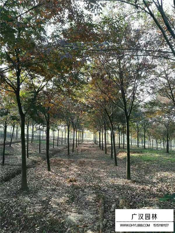 紅櫸樹的種類(圖3)