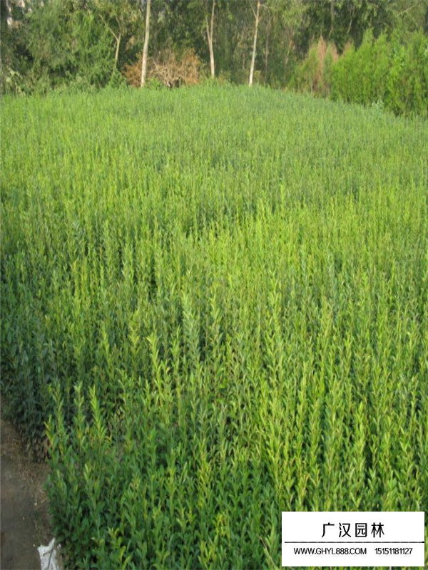 水蠟苗的種植經驗(圖2)