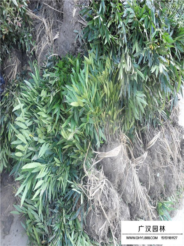 十大功勞是什么植物？(圖1)