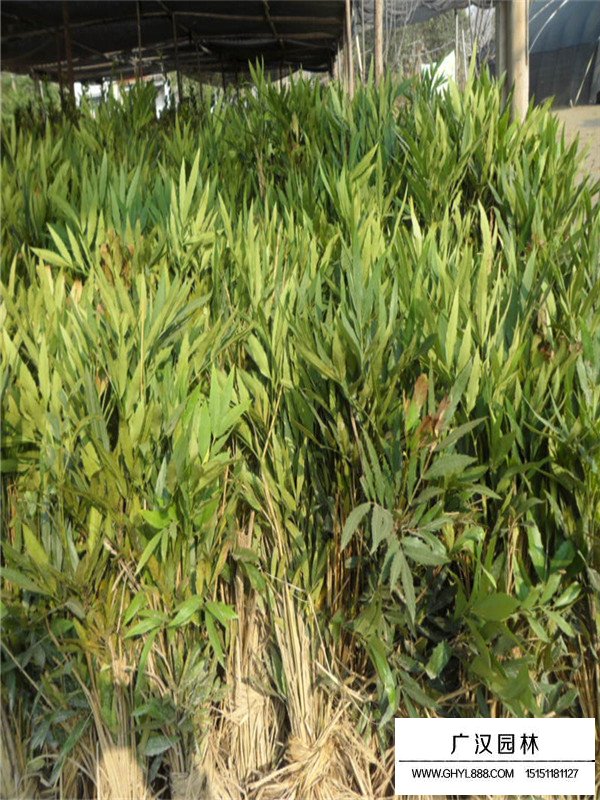 十大功勞是什么植物？(圖2)