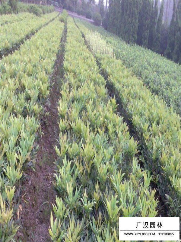 十大功勞是什么植物？(圖3)