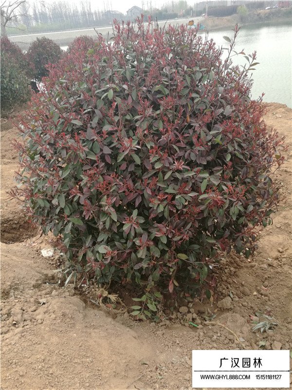 紅葉石楠球什么價格(圖1)