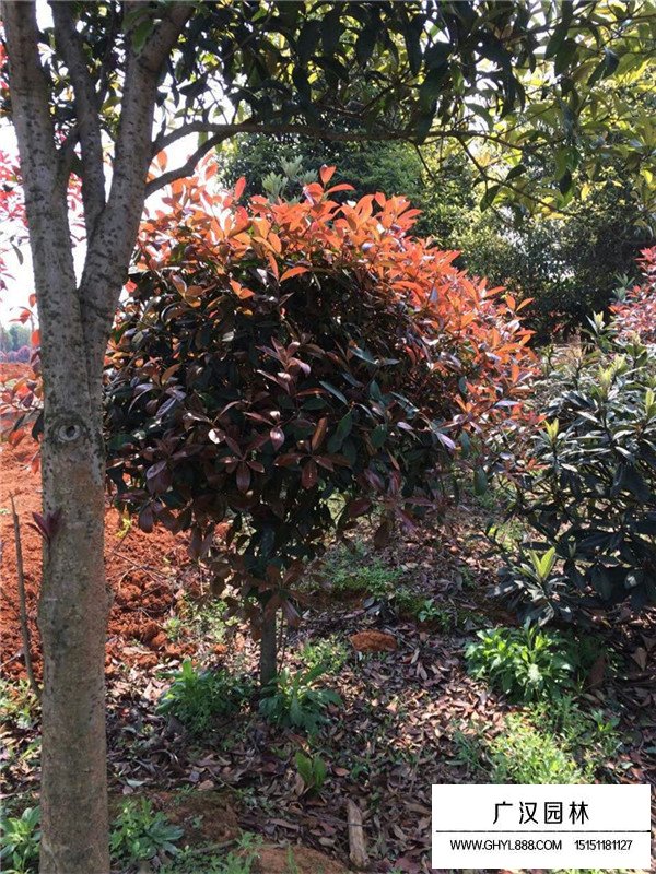 紅葉石楠球什么價格(圖3)