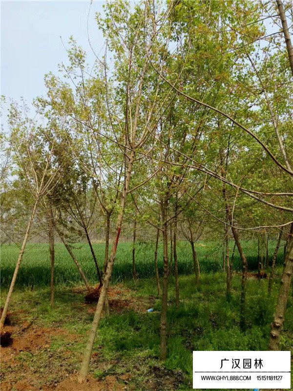 五角楓苗的種植經驗(圖1)