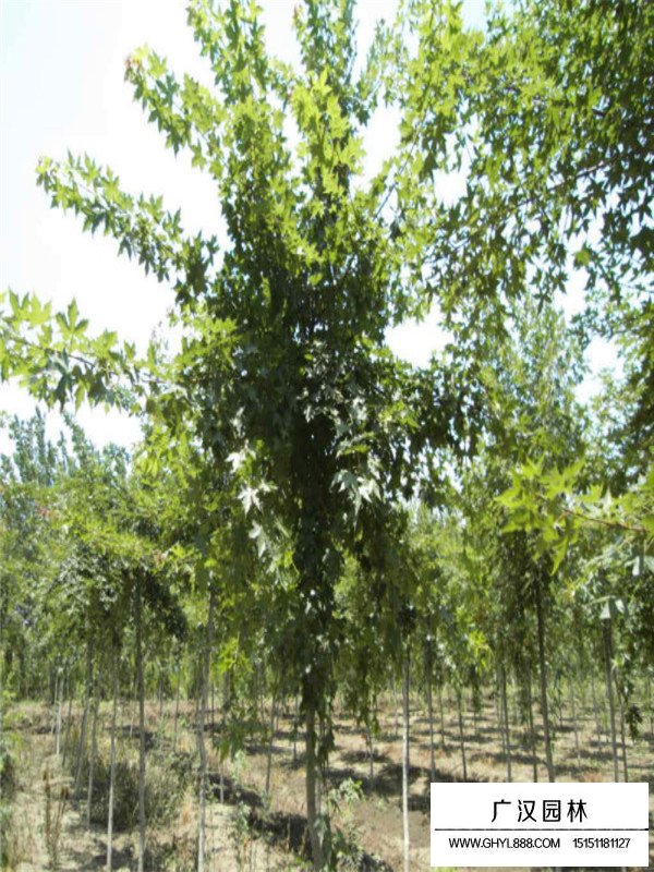 五角楓苗的種植經驗(圖3)