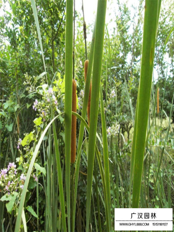 香花槐不同規格的價格(圖1)
