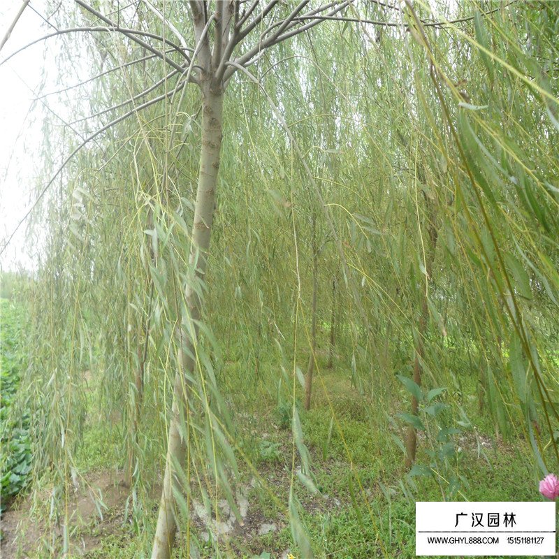 不同胸徑速生柳價格(圖1)