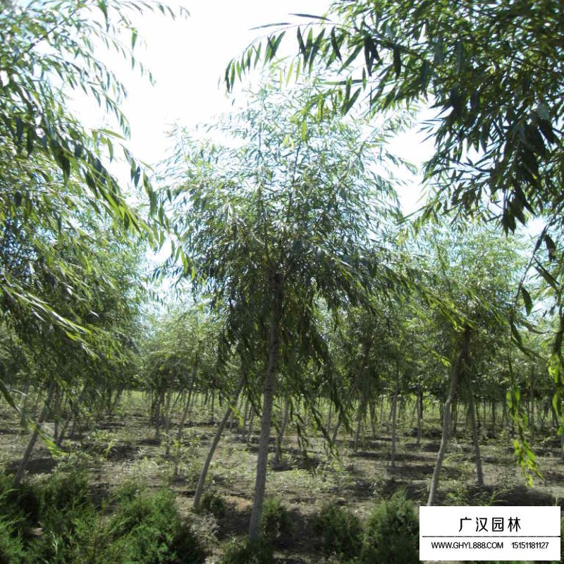 不同胸徑速生柳價格(圖2)