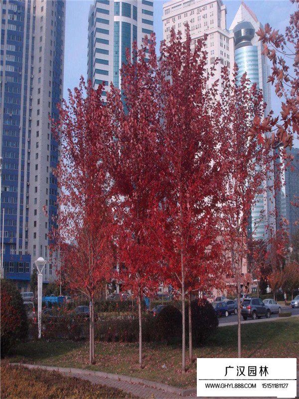 美國紅楓價格和形態(圖2)