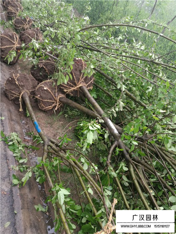 西府海棠樹的地理分布(圖1)