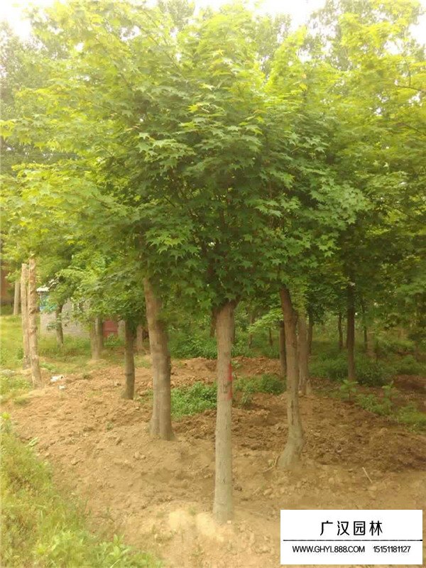 五角楓的種植技術(圖1)
