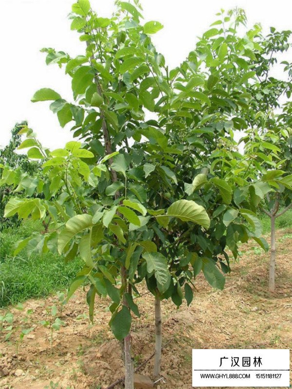 桃樹苗的種植技術(圖1)
