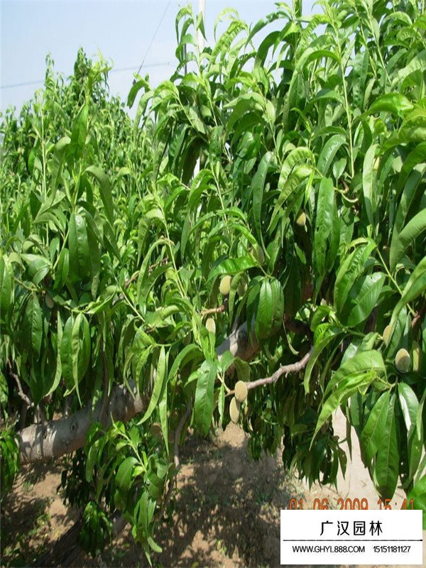 桃樹苗的種植技術(圖2)