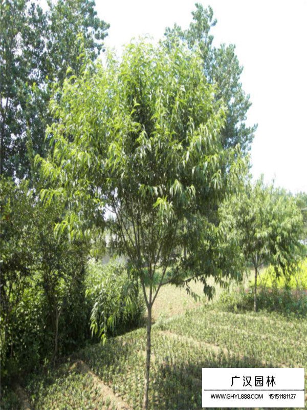 桃樹苗的種植技術(圖3)