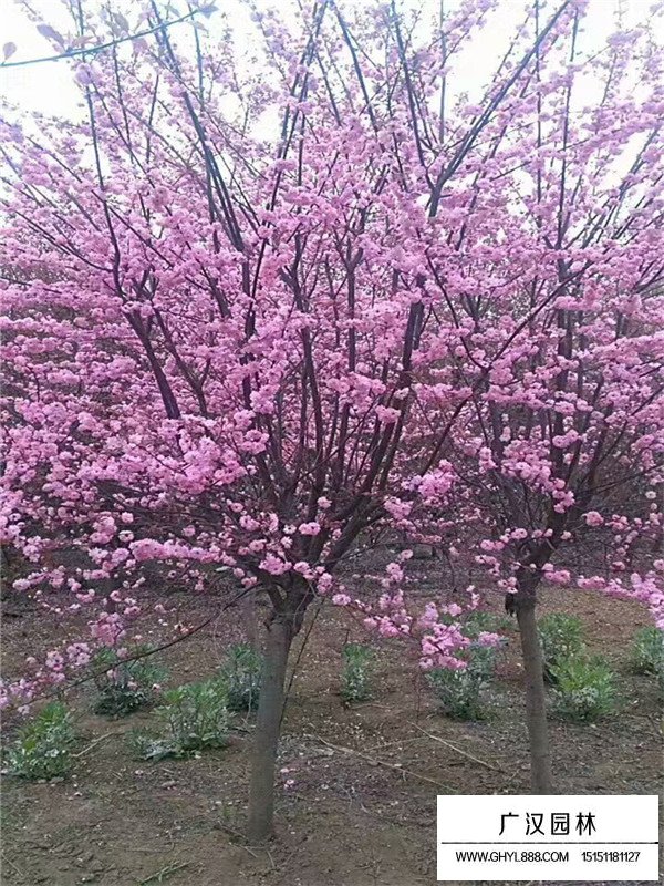 不同地徑榆葉梅的價格(圖1)