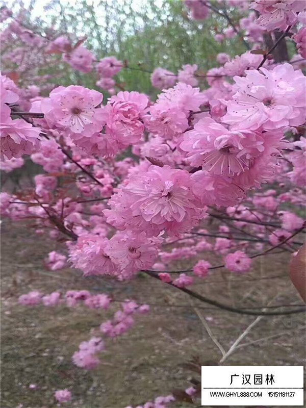 不同地徑榆葉梅的價格(圖2)