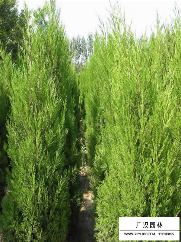 不同高度蜀檜的售價(圖1)