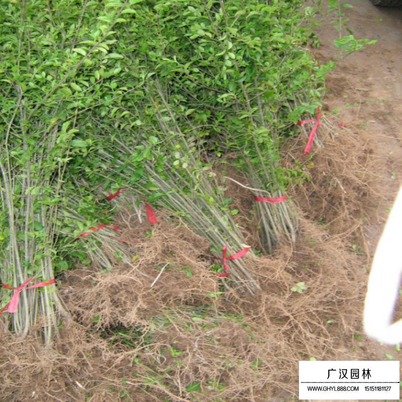 水蠟苗的種植(圖4)