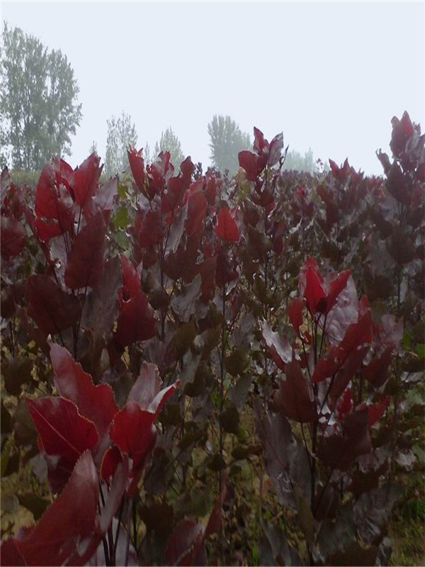 紅葉楊.jpg