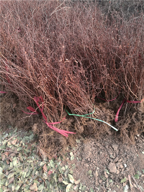 紅葉小檗 (8).jpg