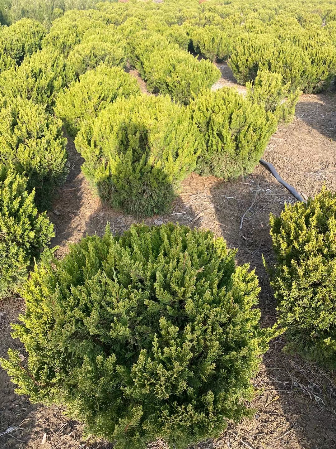 龍柏球 (1).jpg