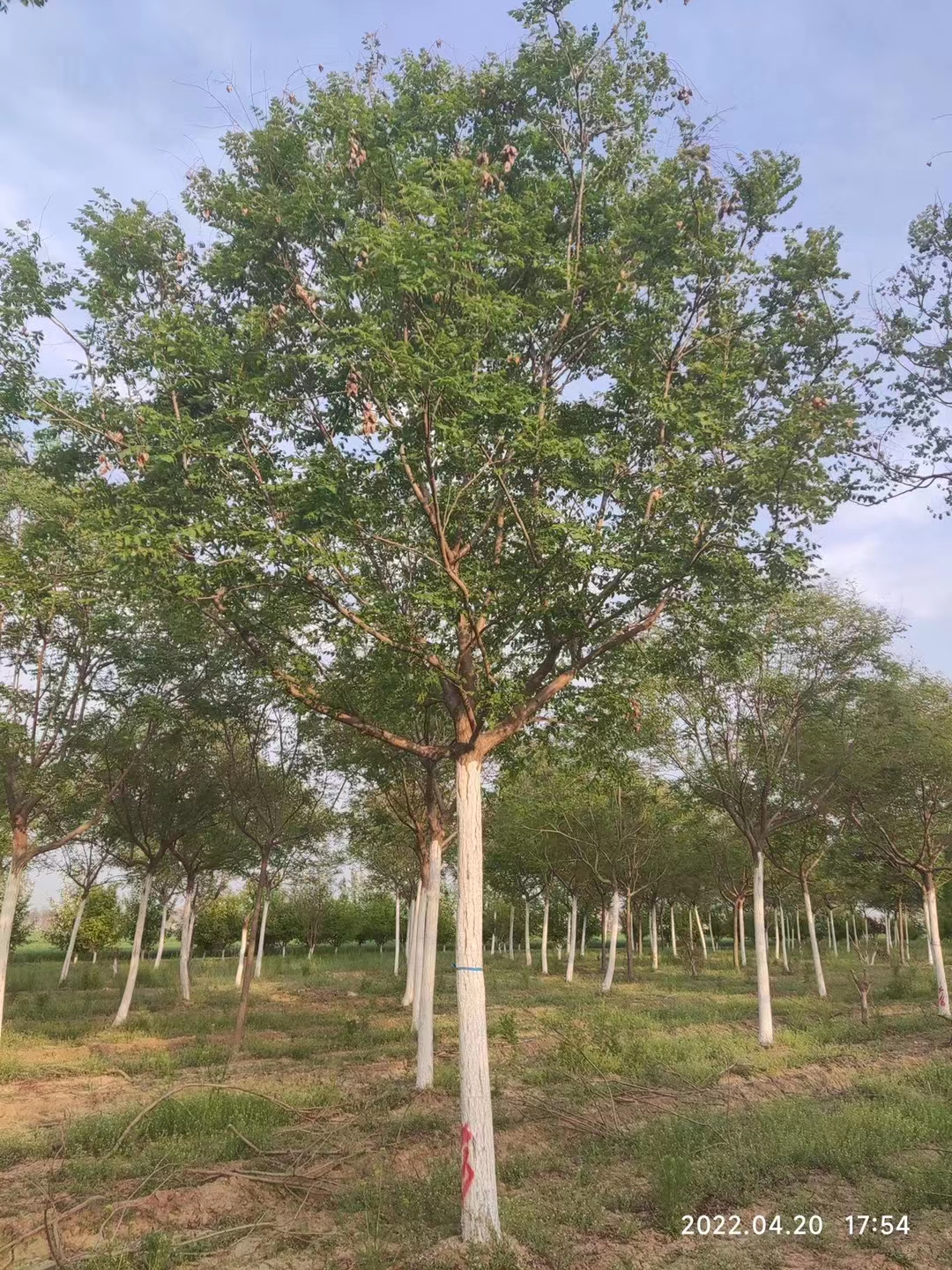 北欒 (1).jpg