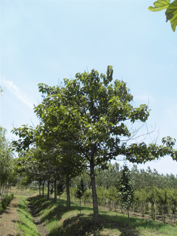 梧桐樹 (6).jpg