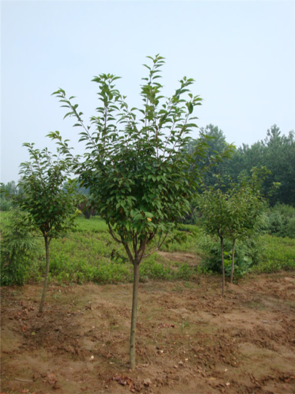 櫻花2.jpg