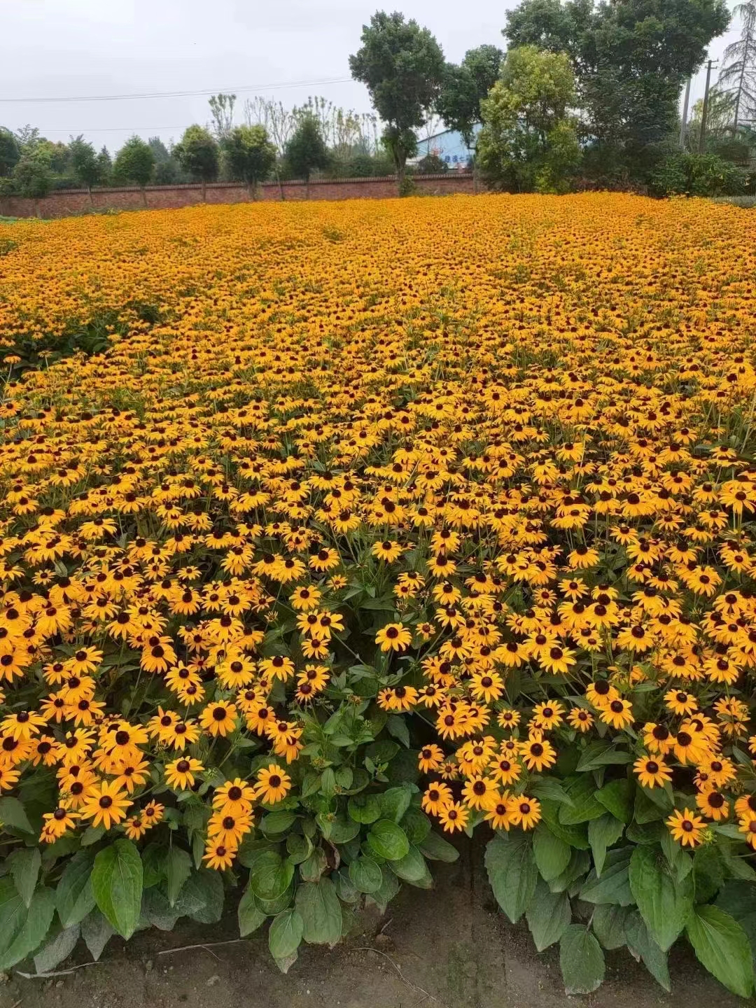金光菊 (3).jpg