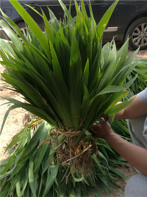 德國鳶尾5..jpg
