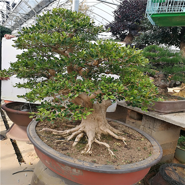 造型黃楊 (2).jpg