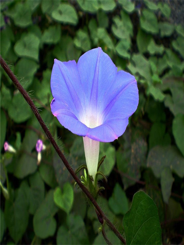 藍牽牛 (3).jpg