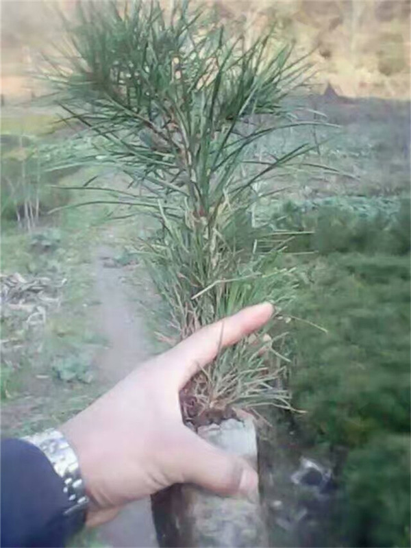 馬尾松.jpg