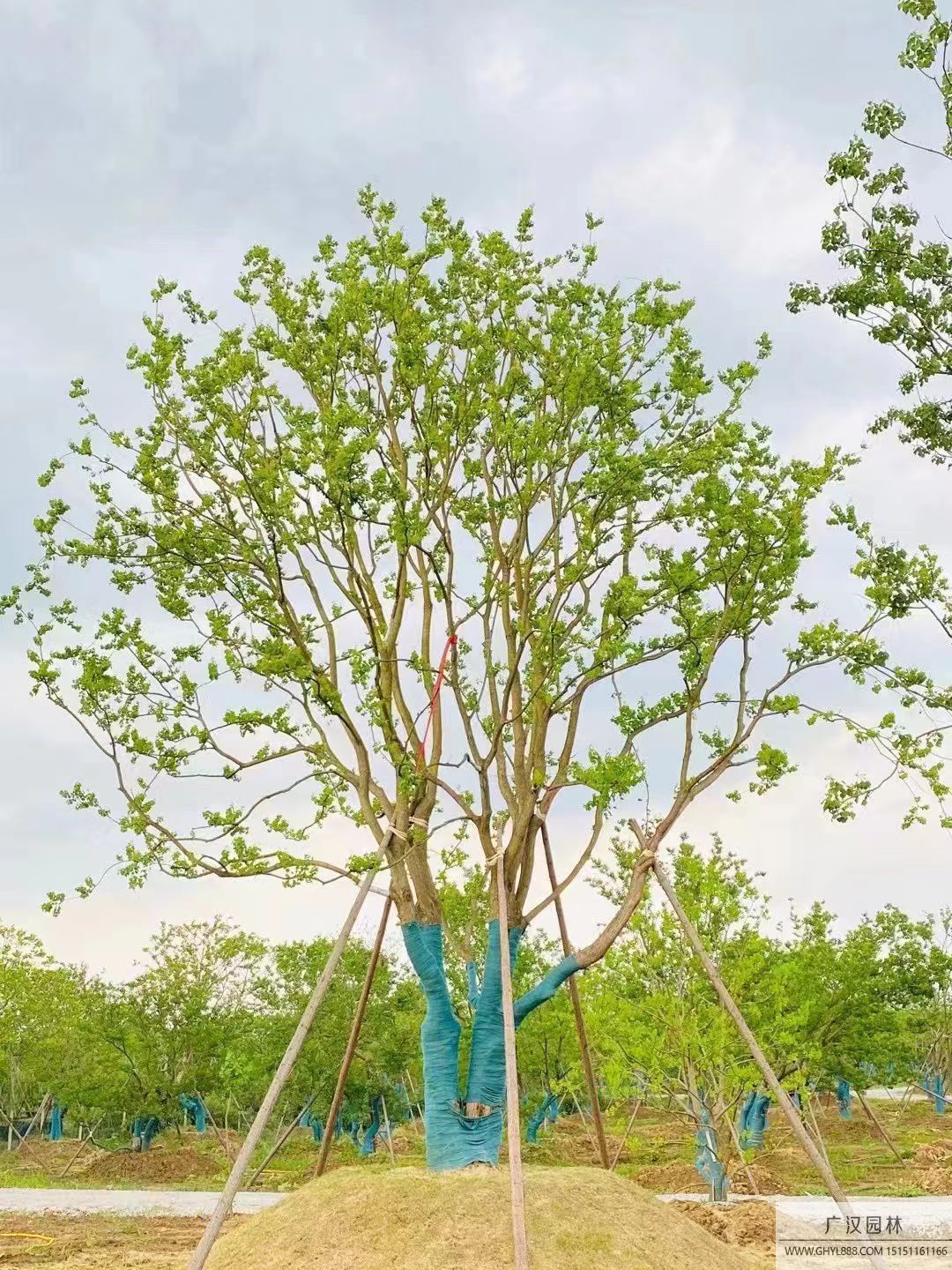 叢生烏桕 (11).jpg